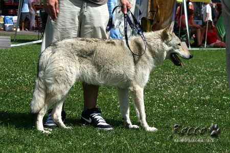 Baltazar Šedý poklad