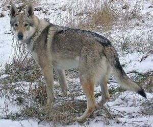 Aconcagua Norský vlk