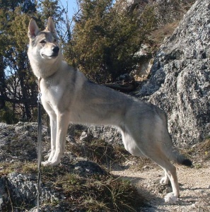 Agía Illiás Norský vlk