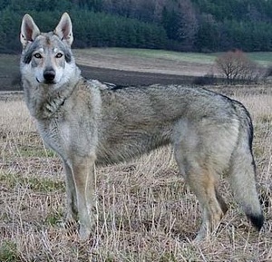 Aitaná Norský vlk