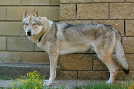 Altaj Norský vlk