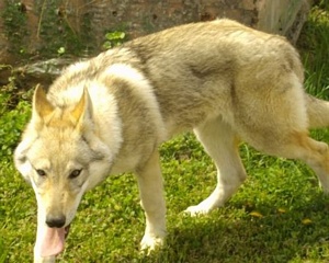 Askja Norský vlk
