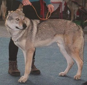Ben Nevis Norský vlk