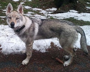 Bhojtunda Norský vlk