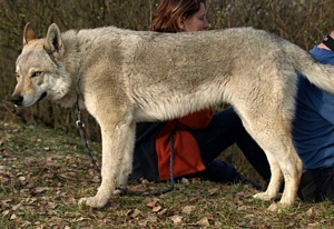 Breitinden Barry Norský vlk