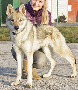 Bucegi Gucci Norský vlk