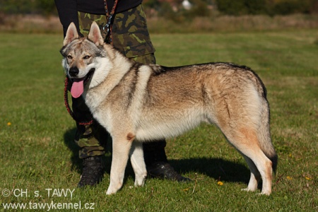 Castor Norský vlk