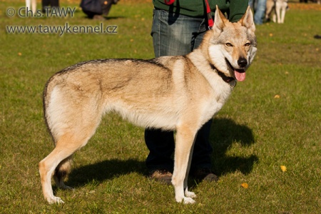 Concarena Norský vlk