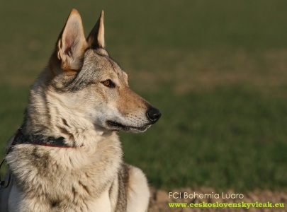 Auronita Bohemia Luaro