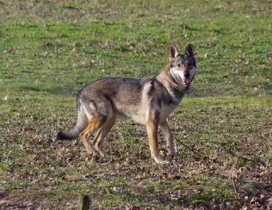 Day’Be’C de l'Ame des Loups