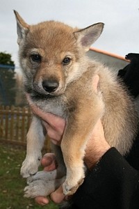 Daya des Loups D'Akairo