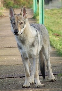 Chogan of the Mystic Wolves