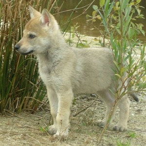 Canadian Wolf Rhoderick Sodar