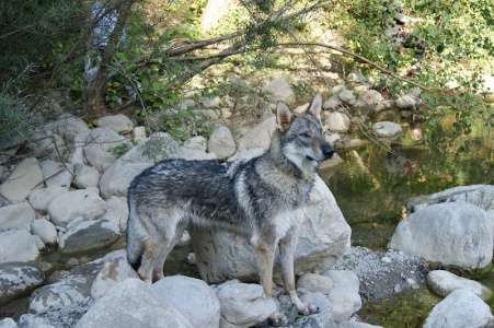 Yukon Lupus Ibericus