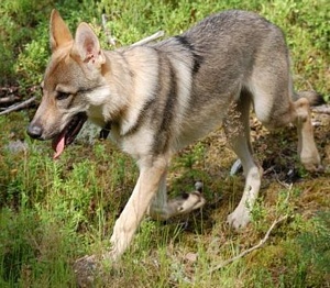 Zazan Wolfdog of Sweden