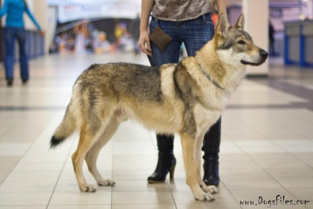 Gorthan Ocasta Laukar