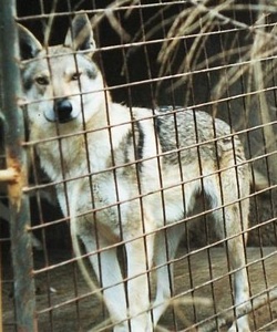 Vlk z Krotkovského dvora