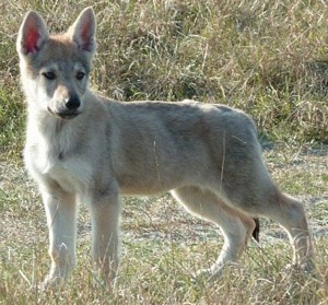 Galateia de la Légende du Loup Céleste