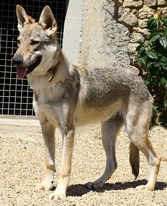 Arkouna Dream's Coyote Taiga