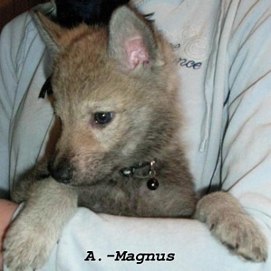 A.-Magnus the Wolf I. Lord of Lasvegas