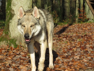 Enno vom Dreiburgenblick