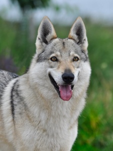 Jenny von der Wolfsschleife