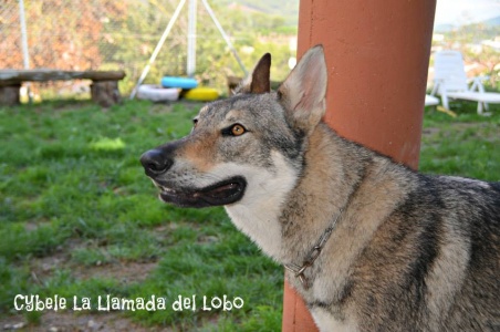 Cybele la Llamada del Lobo