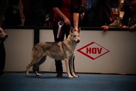 Daphne the Wolf I. Lady of Lasvegas