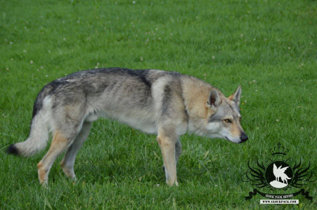 Faruk dei Lupi di Gubbio