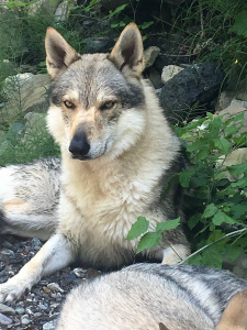 Faruk dei Lupi di Gubbio