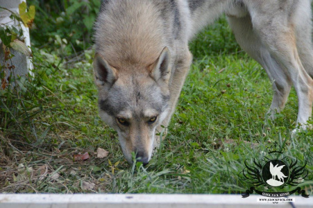 Faruk dei Lupi di Gubbio