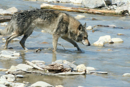 Faruk dei Lupi di Gubbio