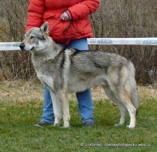 Ducati Lucky of Lukava