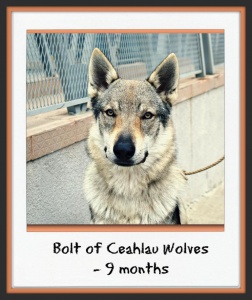Bolt of Ceahlau Wolves