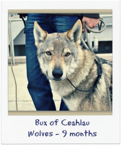 Bux of Ceahlau Wolves