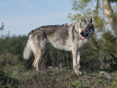 Dżedaj Jantarowa Wataha