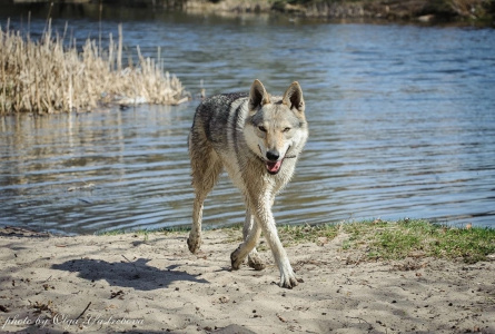 Malahovskiy Volkodav Maira