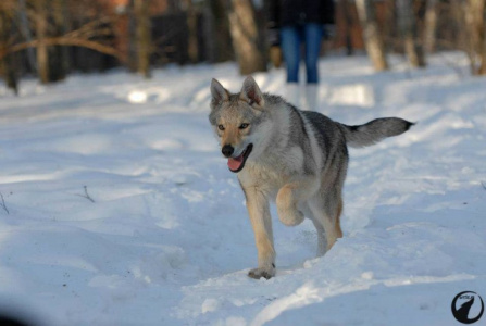 Malahovskiy Volkodav Maira