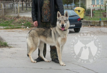 Ajda Black Sea Wolfdog