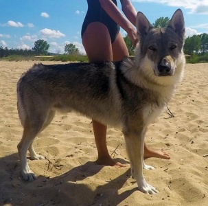 Fire Bite Black Sea Wolfdog