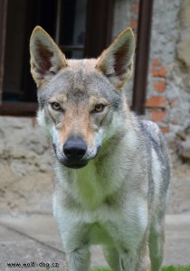 Addis Abeba Wolfdog Bohemia