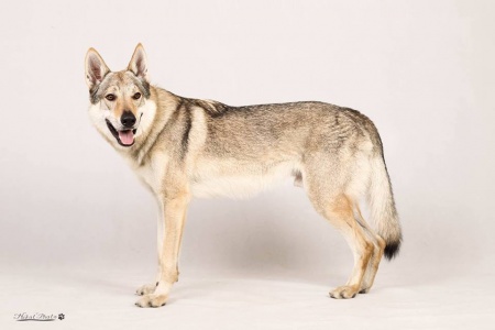 Athos Wolfdog Bohemia
