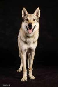 Athos Wolfdog Bohemia