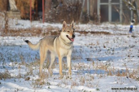 Akira Wolfdog Bohemia