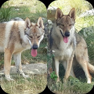 Corona Borealis Wolfdog Land