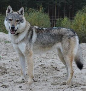 Jigarkhvar II z Peronówki