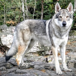 Lady Wolf Kuklík