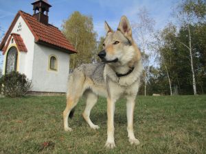 Lakota Grey Střípek snů