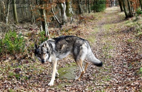 Josthkan de la Clairiere Des Amaroks