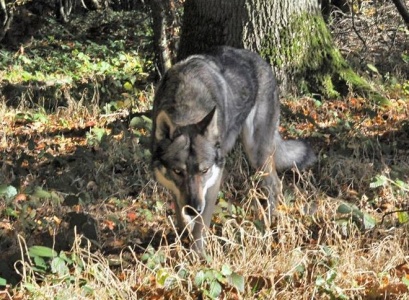 Josthkan de la Clairiere Des Amaroks